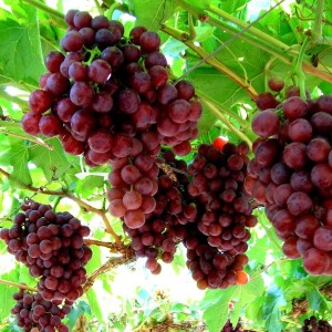 Grape – Flame Seedless